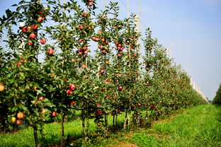 陕西苹果产业发展集团成立