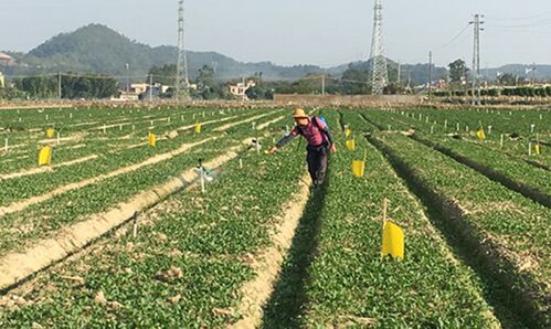 广东省农技中心主推运用绿僵菌421生物农药防控害虫技术