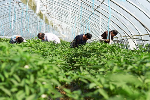 安徽肥东 发展大棚蔬菜种植助脱贫