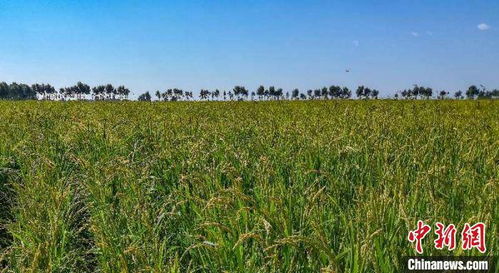 新疆兵团膜下滴灌水稻栽培技术在内蒙古大面积产业化示范推广