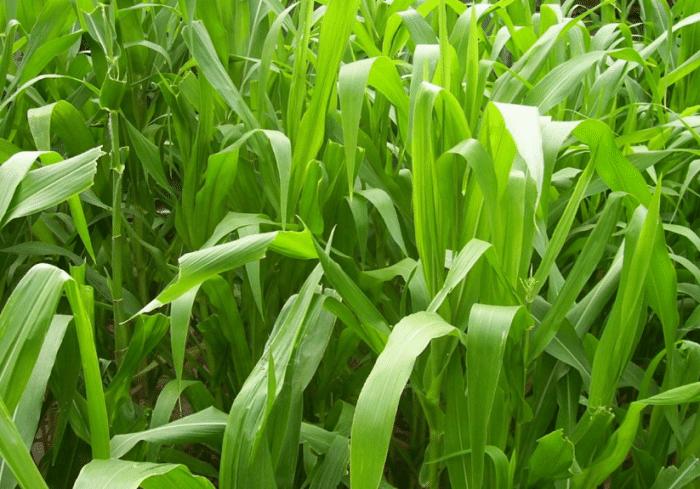 生物肥料:农业的创新工具