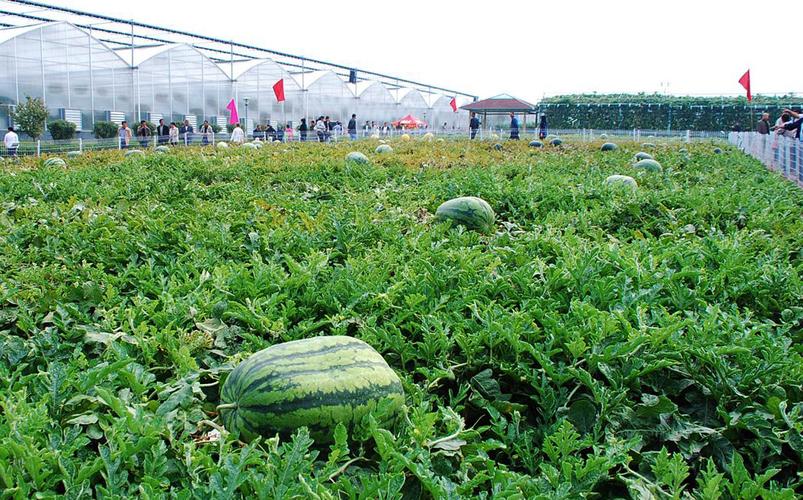 农业农村部2019年果菜茶有机肥替代化肥技术指导意见七西甜瓜