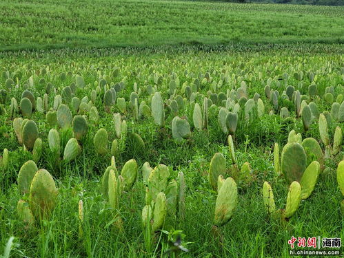探访儋州王五镇可食用仙人掌种植基地 组图 11