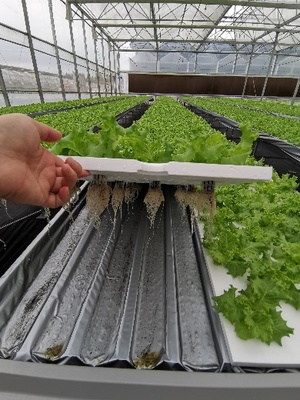 园艺所植物工厂研究室赴上海星辉蔬菜有限公司蔬菜基地考察指导