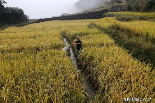 喜讯 丽水新增3家省级稻渔综合种养示范基地